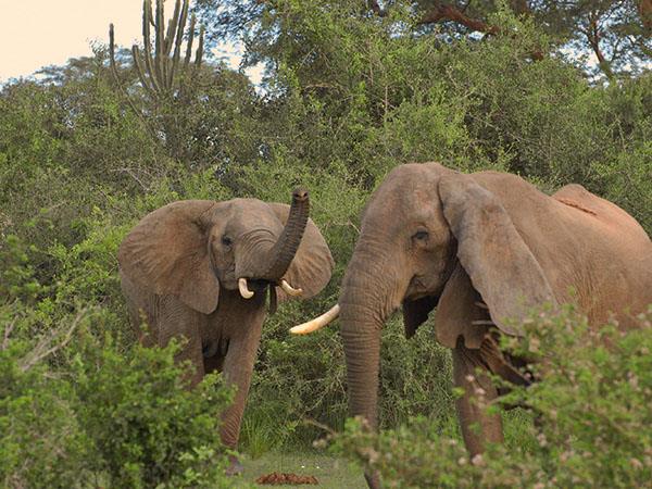 Uganda wildlife holiday