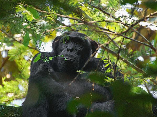 Uganda wildlife holiday