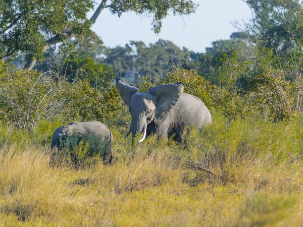 Botswana family Safari with teenagers holiday