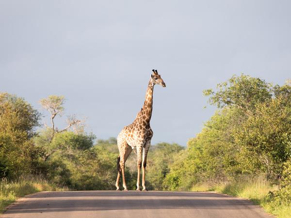 Botswana family Safari with teenagers holiday