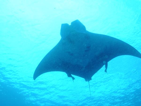 Whale shark safari in St Helena