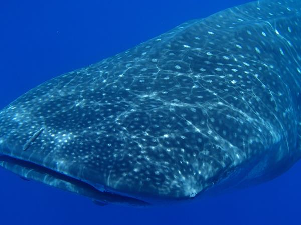 Whale shark safari in St Helena