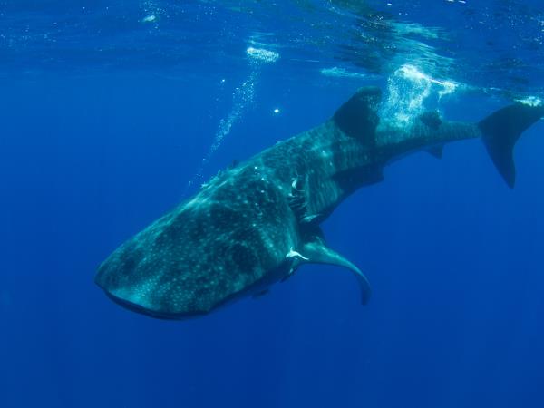 Whale shark safari in St Helena