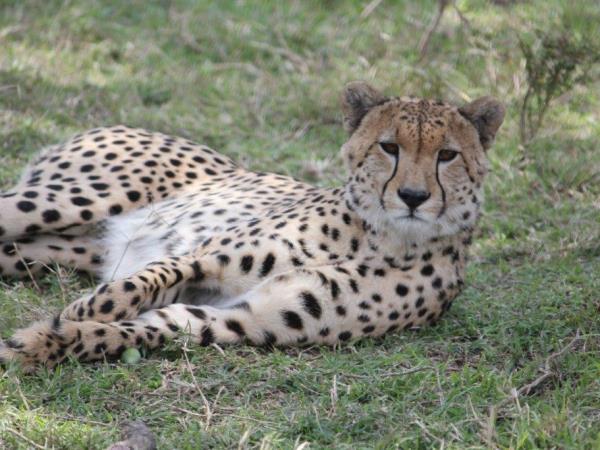 Family safari and beach holidays in Kenya