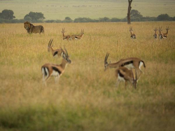 Family safari and beach holidays in Kenya