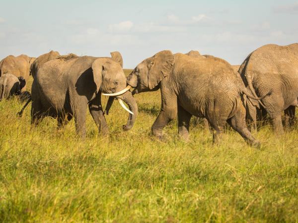 Family safari and beach holidays in Kenya