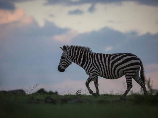 Family safari and beach holidays in Kenya