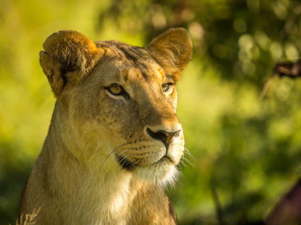 Family safari and beach holidays in Kenya