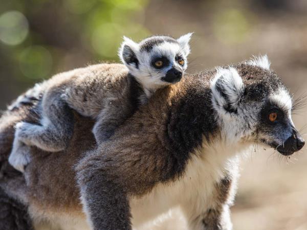 Southern Madagascar photography holiday