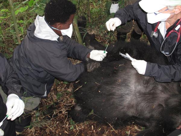 Gorilla tracking holiday in Rwanda