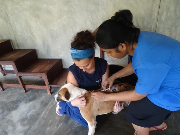 Sri Lanka dog shelter volunteering