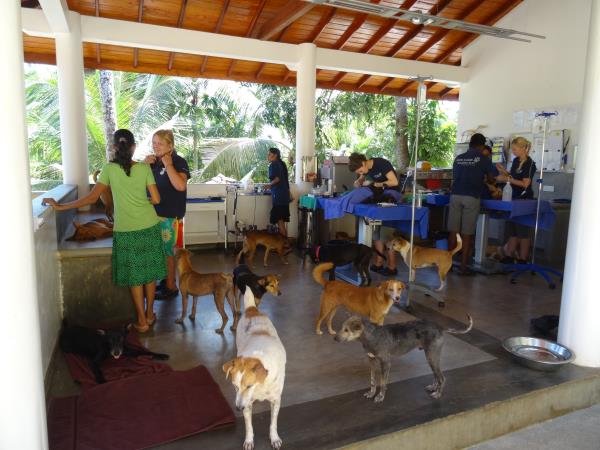 Sri Lanka dog shelter volunteering