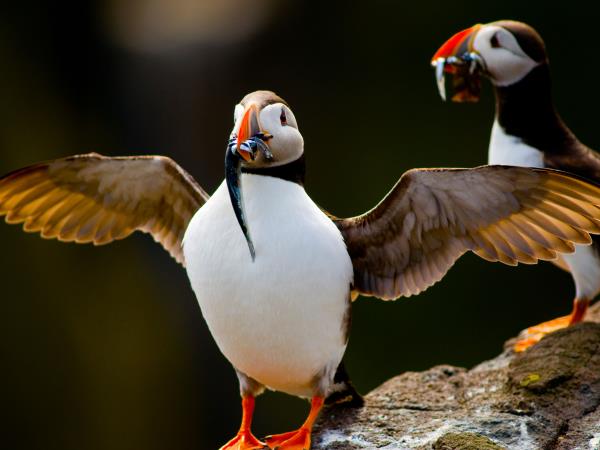 Scottish Hebrides guided wildlife tour