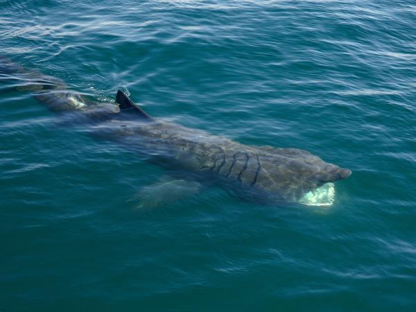 Scottish Hebrides guided wildlife tour