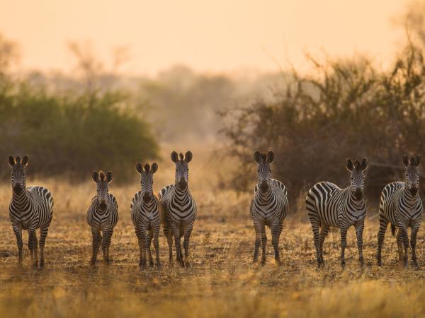 Zambia wildlife holiday, the Luangwa Valley