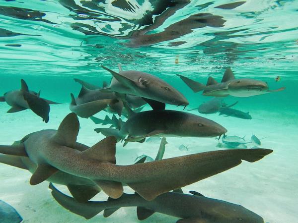 Vegan holiday in Belize, multi activity