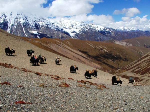 Bhutan tailor made tour, 12 days