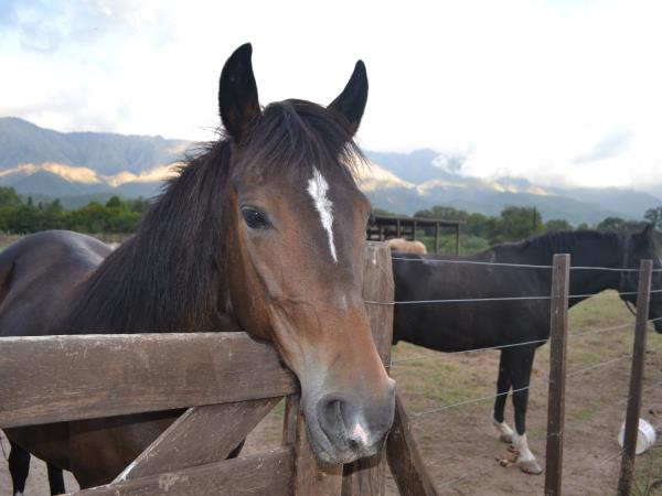 Salta Valley horseridng holiday in Argentina