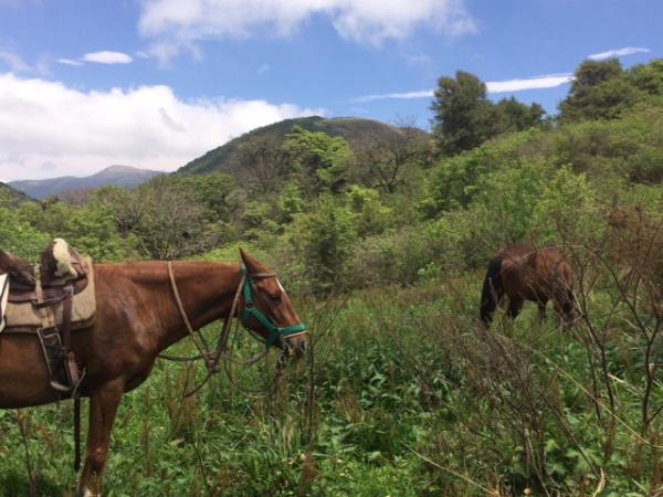 Argentina horseriding holiday in Calchaqui Valley