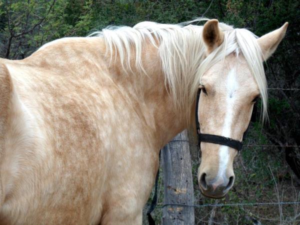 Argentina horseriding holiday in Calchaqui Valley