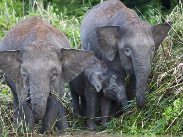 Borneo tour, Orangutans and Iban