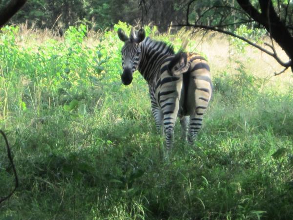 Veterinary externship in Malawi
