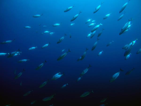 Learn to dive in Ithaca, Greece