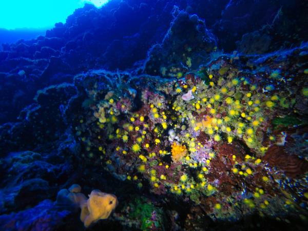 Learn to dive in Ithaca, Greece