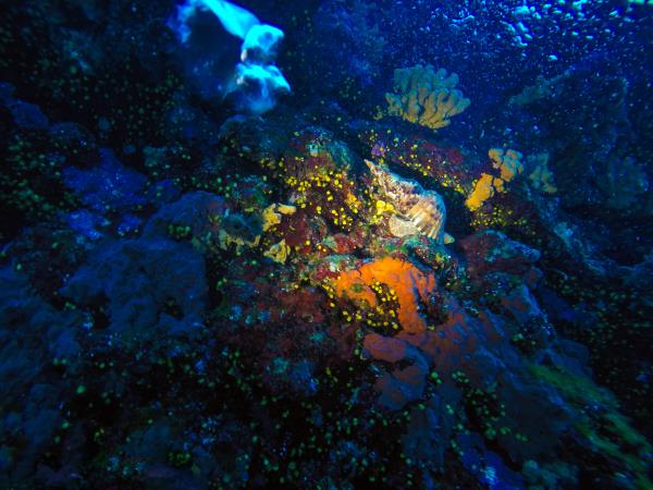 Learn scuba diving in Greece