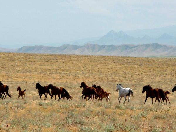 Uzbekistan holidays, tailor made