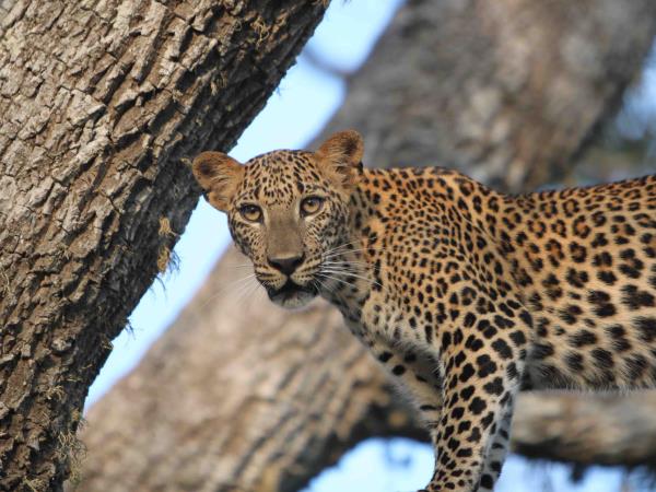 Best of Sri Lanka 21 day holiday