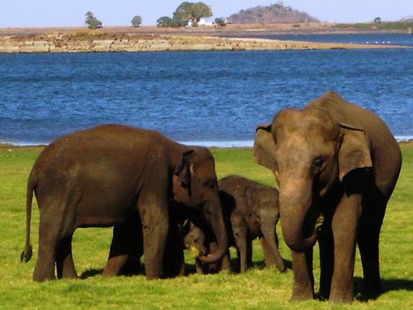 Best of Sri Lanka 21 day holiday
