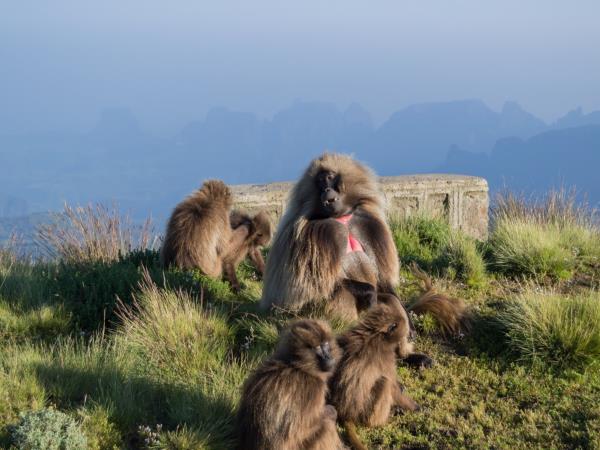 Ethiopia tailor made holiday