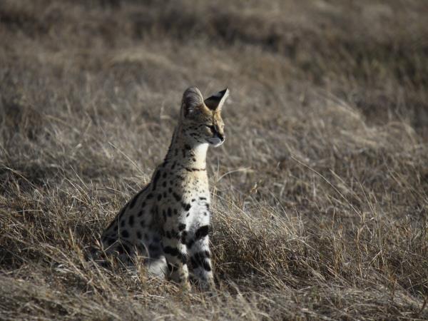 Kenya safari with a beach stay