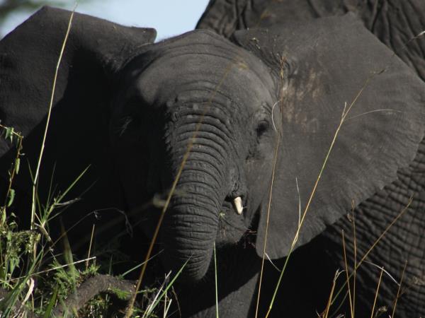 Kenya safari with a beach stay