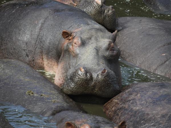 Kenya safari with a beach stay