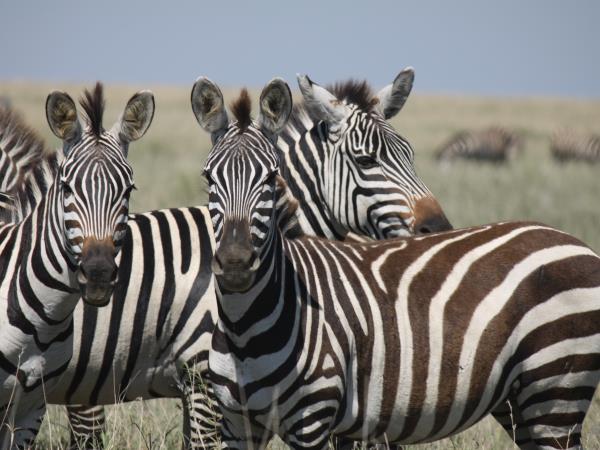 Kenya safari with a beach stay