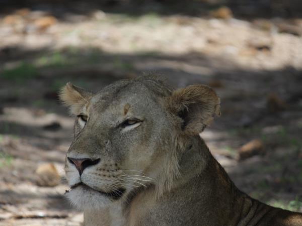Kenya safari holiday