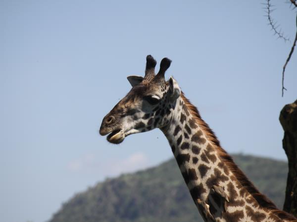 Kenya safari holiday