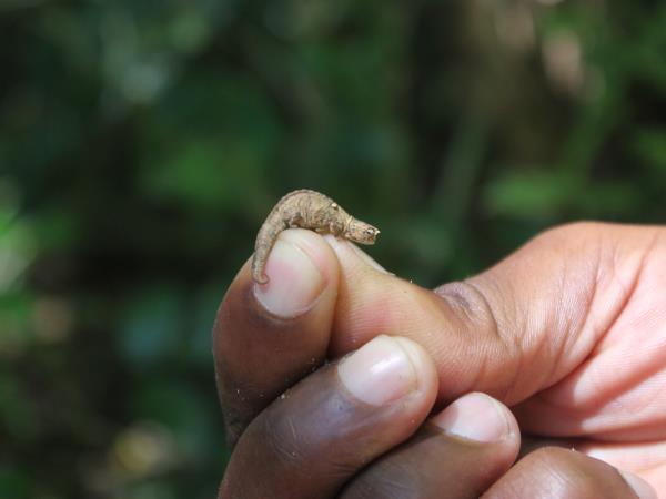 Madagascar wildlife tour with hiking