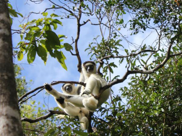 Madagascar private tour with tracking and camping