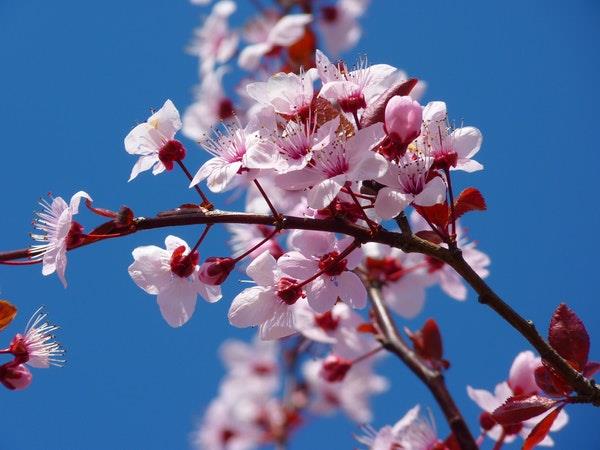 Japan discovery tour, 14 days