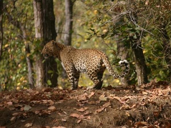 India tigers and temples tour