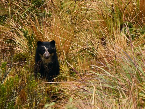 Andes wildlife tour in Ecuador