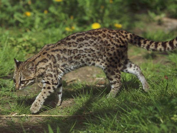 Andes wildlife tour in Ecuador