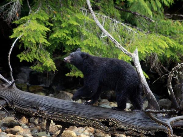 Western Canada highlights tour