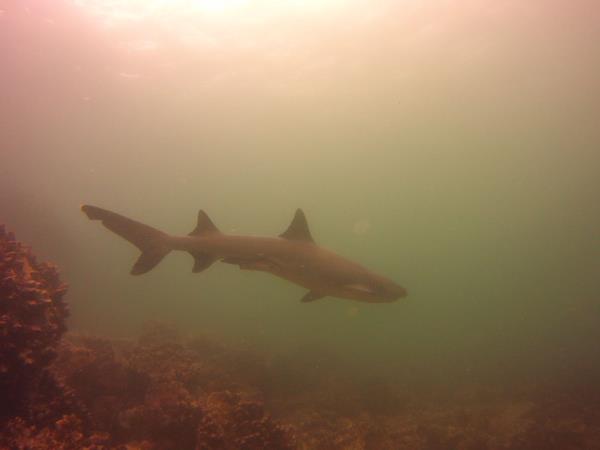 Galapagos Islands diving tour