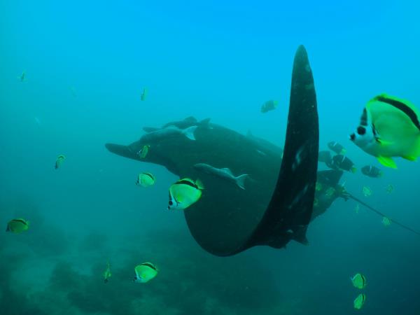 Galapagos Islands diving tour