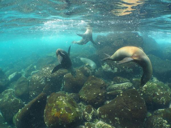 Galapagos Islands diving tour