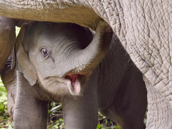 4 day Thai cultural stay and elephant watching